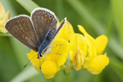 Bruin blauwtjeBrown argus