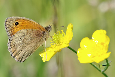 Bruin zandoogjeMeadow brown