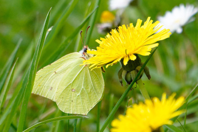 CitroenvlinderBrimstone