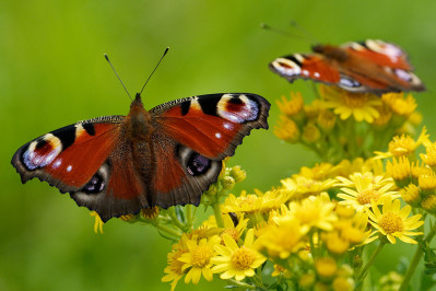 DagpauwoogPeacock butterfly