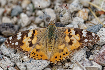 DistelvlinderPainted lady