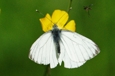 Geaderd witjeVeined white