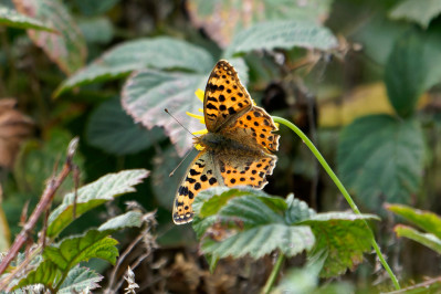 Kleine ParelmoervlinderQueen of Spain fritillary