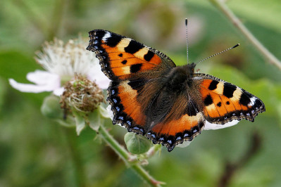 Kleine vosSmall tortoiseshell