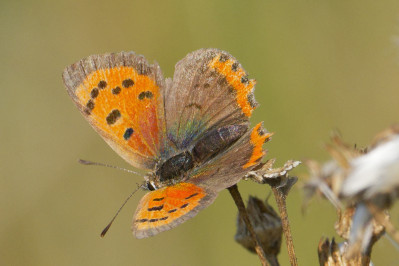 Kleine vuurvlinderSmall Copper