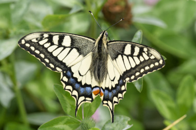 KoninginnenpageSwallowtail