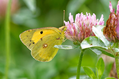 Oranje LuzernevlinderClouded yellow