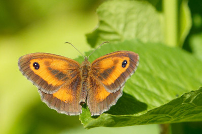 Oranje zandoogjeSpanish gatekeeper