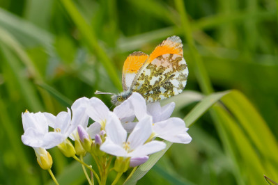 OranjetipjeOrange tip