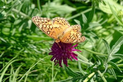 - Variegated fritillary