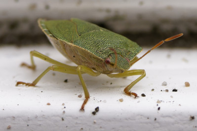 Groene schildwantsGreen shieldbug