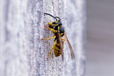 Gewone wespCommon wasp