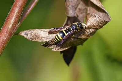 Vroege MuurwespEarly Mason-wasp