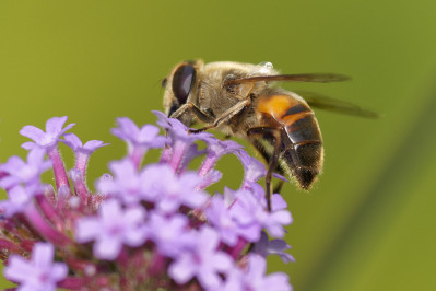 Blinde bijCommon Dronefly