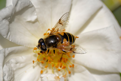 BosbijvliegStripe-winged Drone Fly