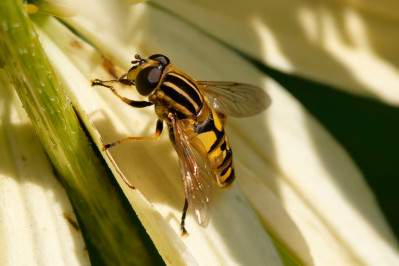 PendelvliegThe sunfly