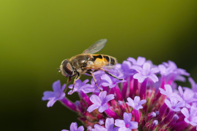 Kleine bijvliegEuropean drone fly, hoverfly