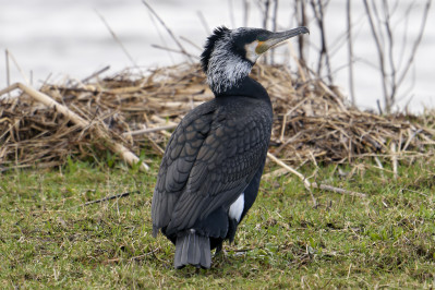 Aalscholver Great Cormorant