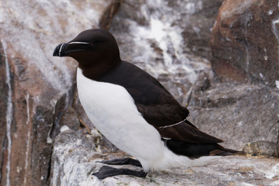 AlkRazorbill