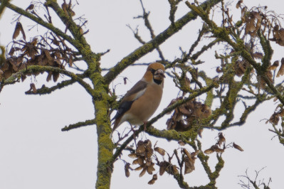 Appelvink/mHawfinch /m