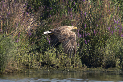 ZeearendWhite-tailed Eagle