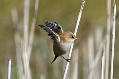 Baardman /jongBearded Reedling /juv.