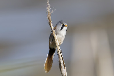 Baardman /mBearded Reedling /m