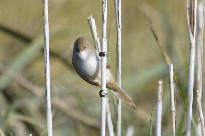 Baardman /vBearded Reedling /f