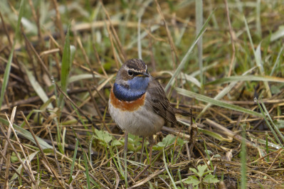 BlauwborstBluethroat