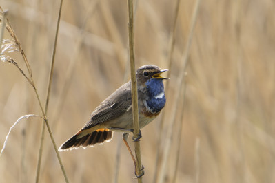 WitsterblauwborstWhite Spotted Bluethroat