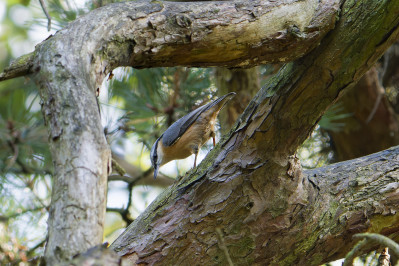 BoomkleverEurasian Nuthatch