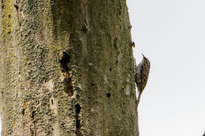 BoomkruiperShort-toed Treecreeper