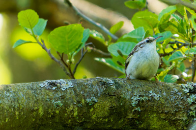 TaigaboomkruiperTreecreeper