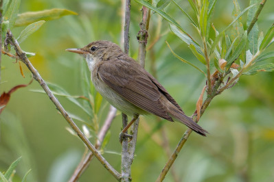 BosrietzangerMarsh Warbler