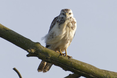 Lichte BuizerdCommon Buzzard Light Morph