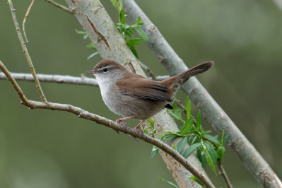 Cetti's ZangerCetti's Warbler