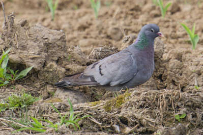 HolenduifStock Dove