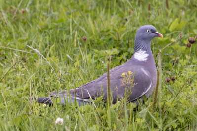 HoutduifCommon Wood Pigeon