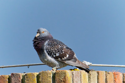 StadsduifFeral Pigeon