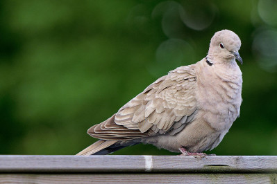 Turkse TortelEurasian Collared Dove