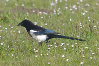 EksterEurasian Magpie