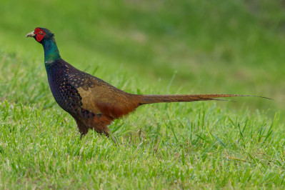 Fazant /mCommon Pheasant /m