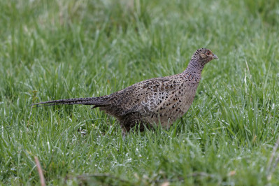 Fazant /vCommon Pheasant /f