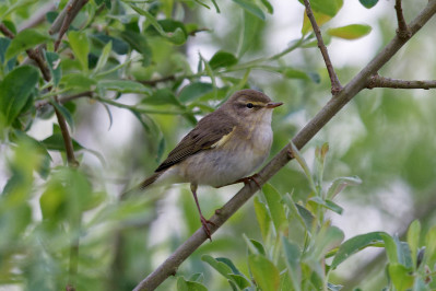 FitisWillow Warbler