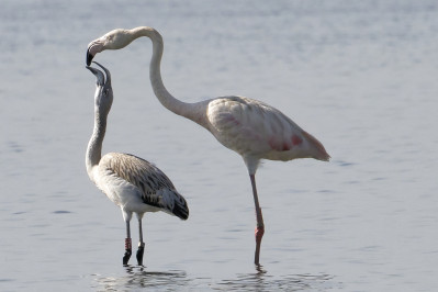 Flamingo'sFlamingos