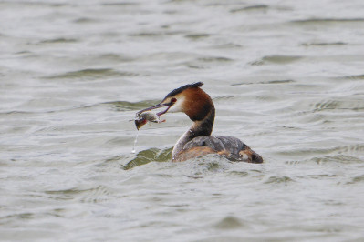 FuutGreat Crested Grebe