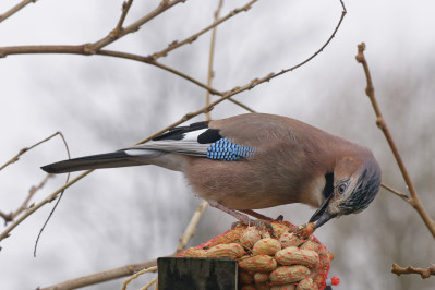 GaaiEurasian Jay