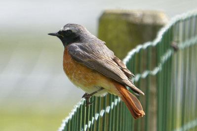 Gekraagde RoodstaartCommon Redstart /m