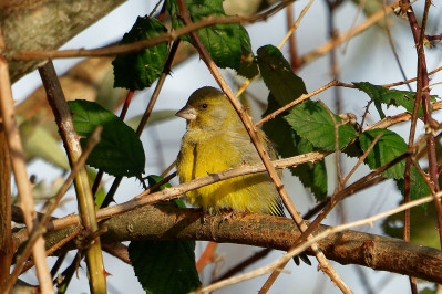 Groenling /mEuropean Greenfinch /m