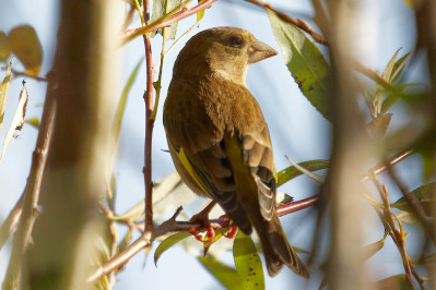 Groenling /vEuropean Greenfinch /f